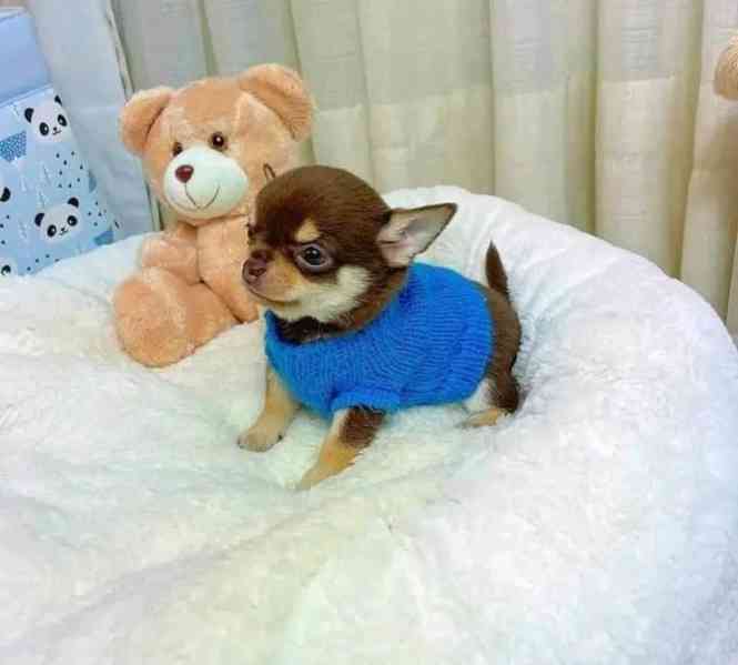 Čivava k adopci zdarma - foto 2