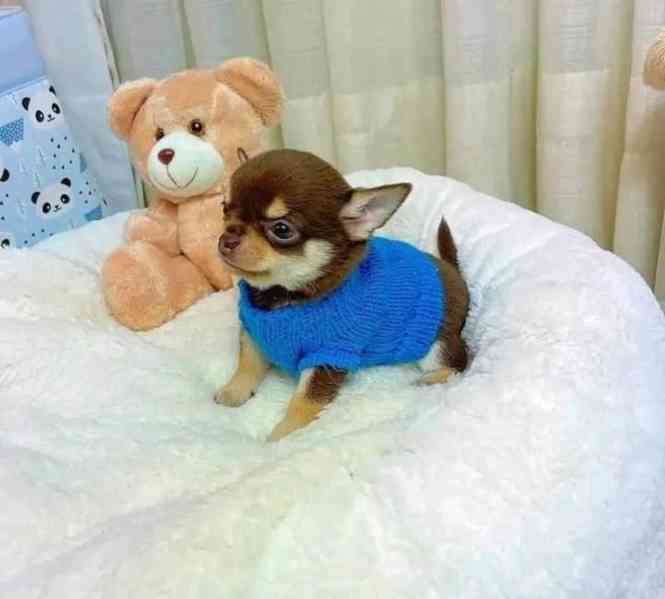 Čivava k adopci zdarma - foto 3