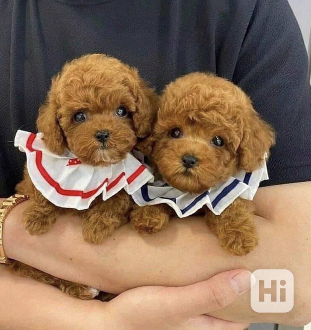 Štěňata pudla k adopci - foto 1