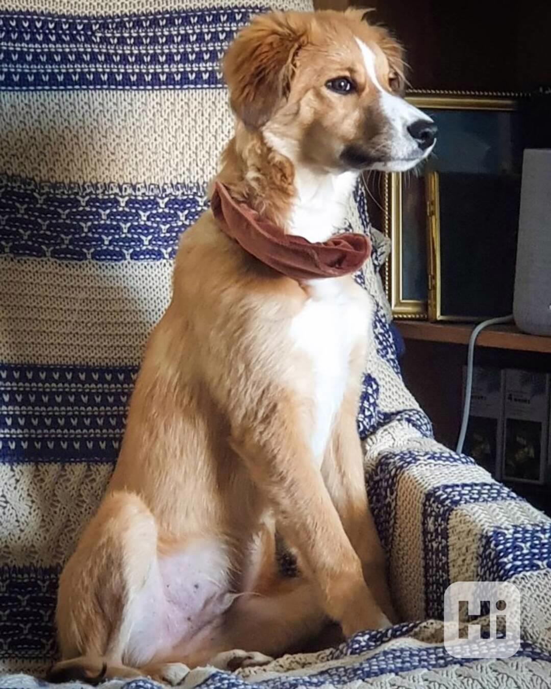 Lurcher x Skye je krásný, dobře vycvičený pes, i když se s m - foto 1