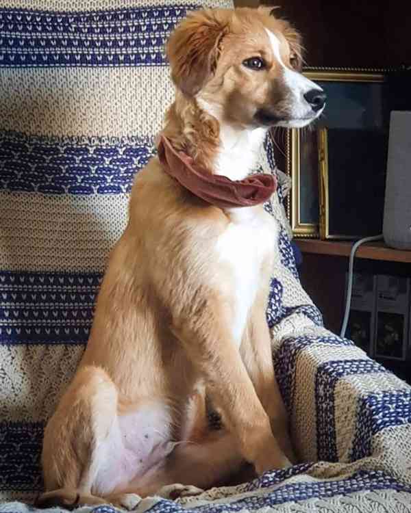 Lurcher x Skye je krásný, dobře vycvičený pes, i když se s m - foto 1