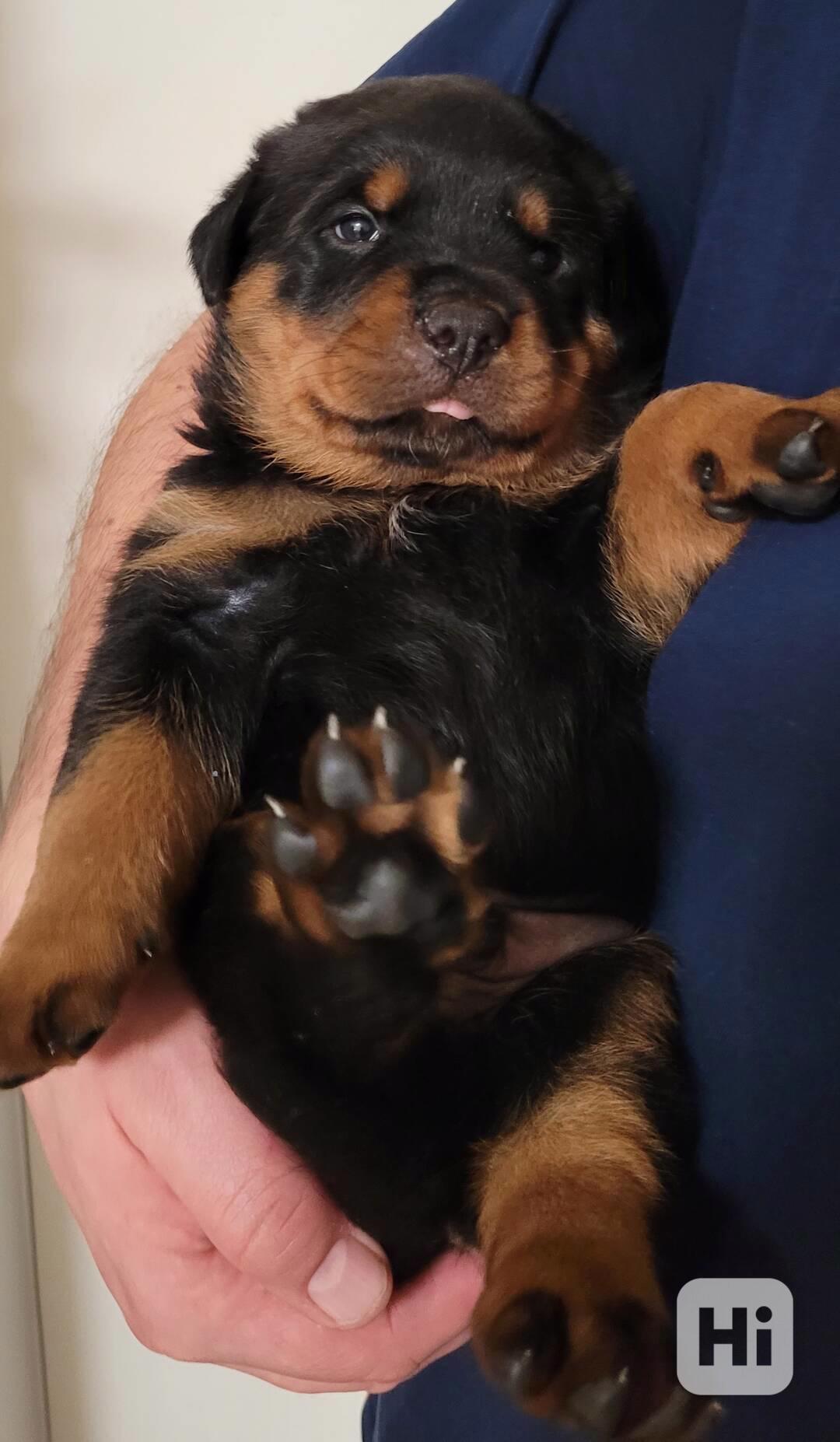 Štěňata RTW, rotvajler, rottweiler - foto 1