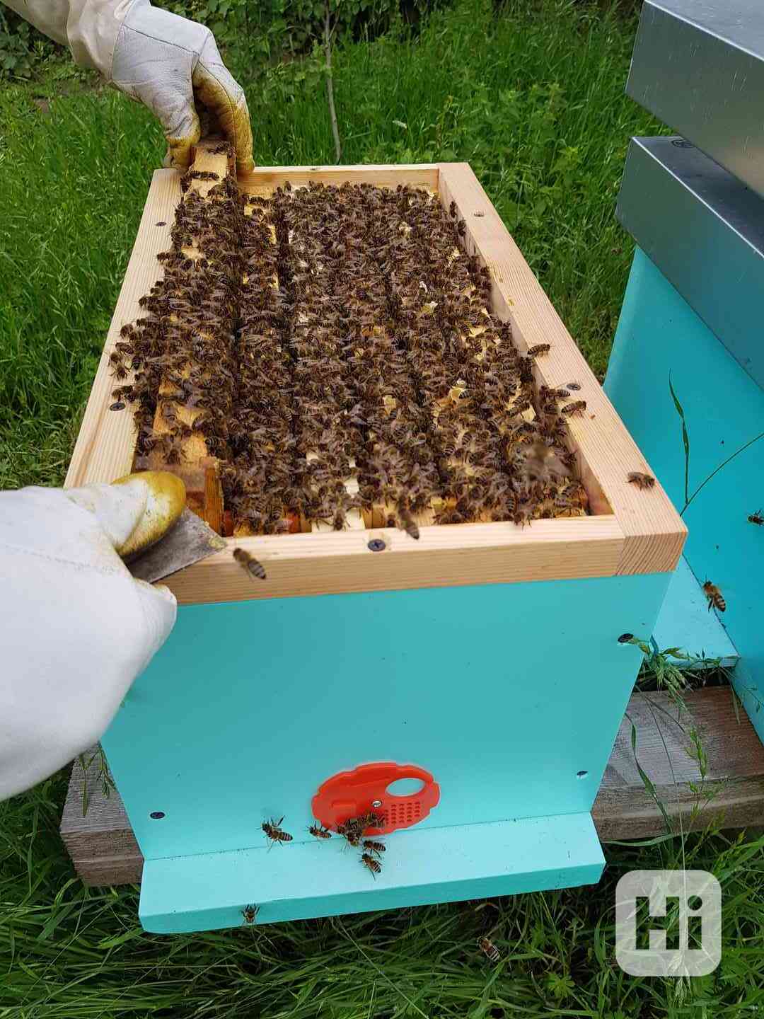 Včelí oddělky Langstroth 2/3, 6 rámků, 2026 - foto 1