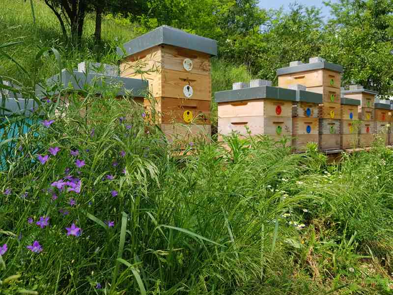 Včelí oddělky Langstroth 2/3, 6 rámků, 2026 - foto 3