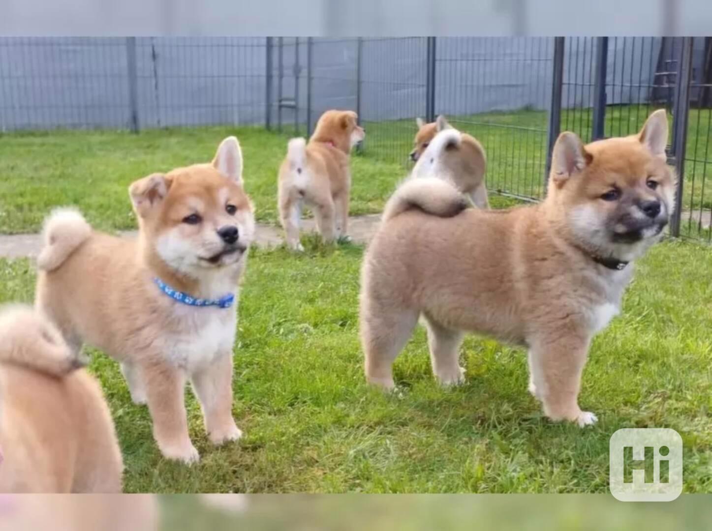 Prodám shiba inu s PP - foto 1