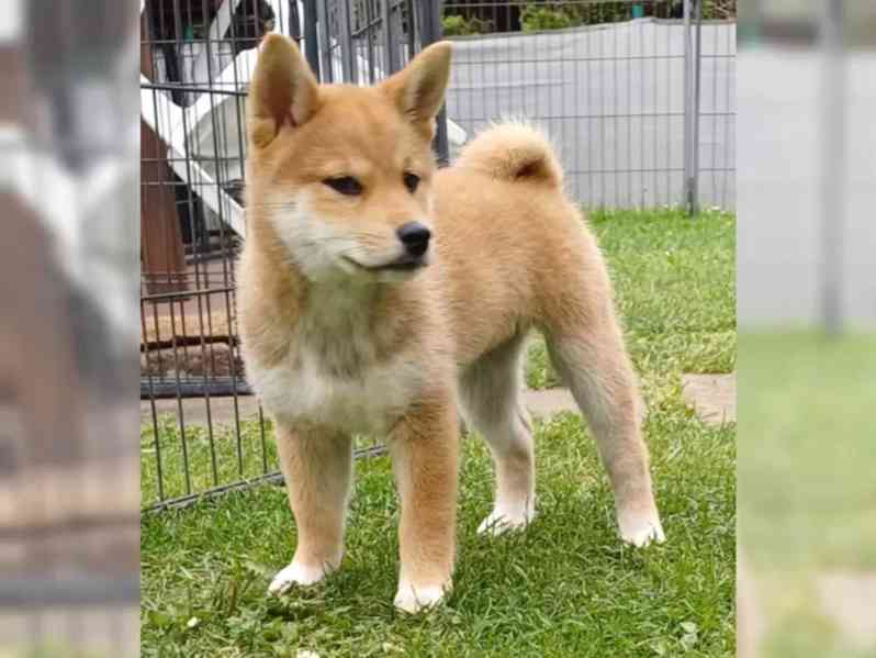 Prodám shiba inu s PP - foto 3