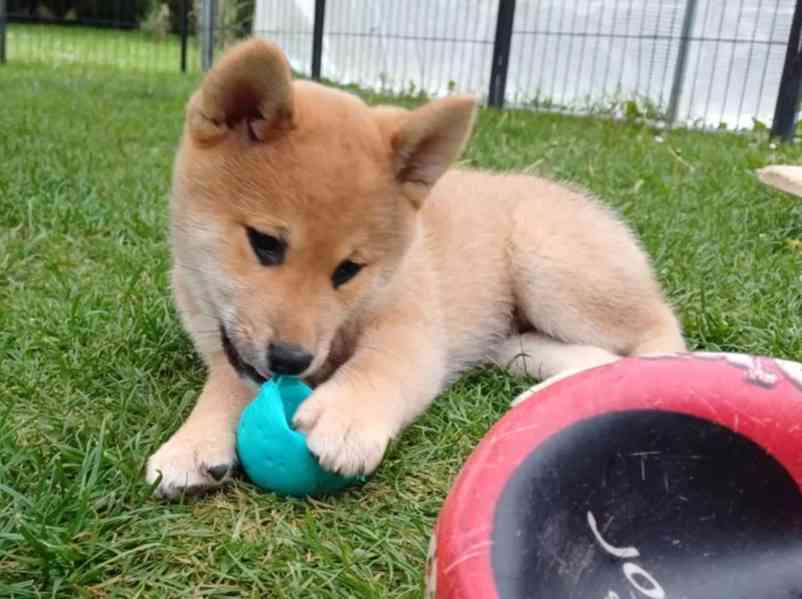 Prodám shiba inu s PP - foto 2