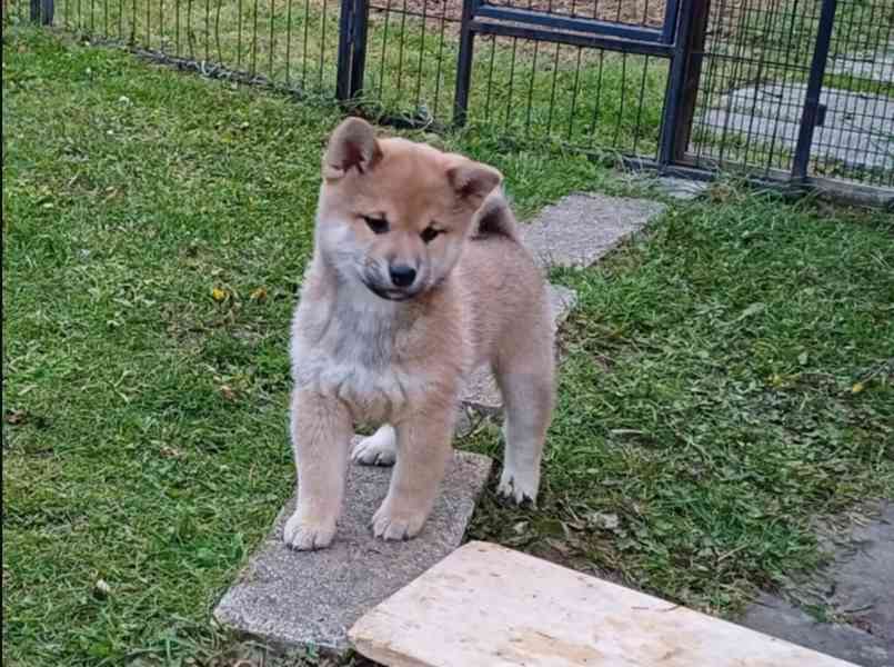 Prodám shiba inu s PP - foto 4