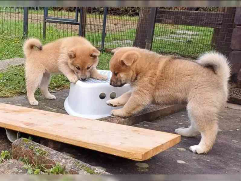 Prodám shiba inu s PP - foto 6