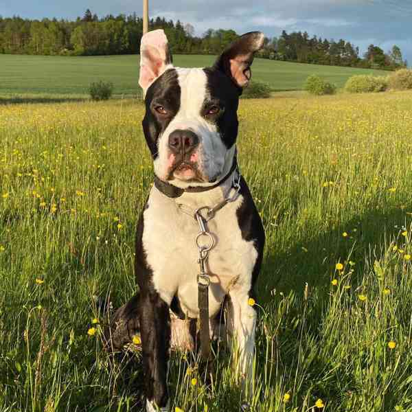 Loki stafordšírský terier - foto 8