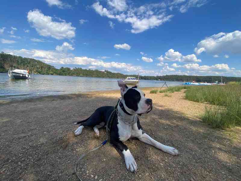 Loki stafordšírský terier - foto 17