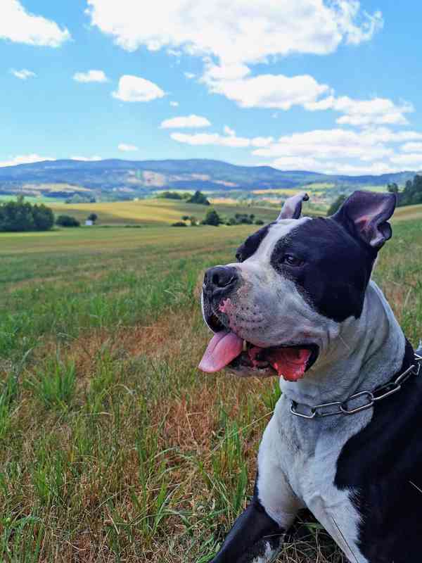 Loki stafordšírský terier - foto 3