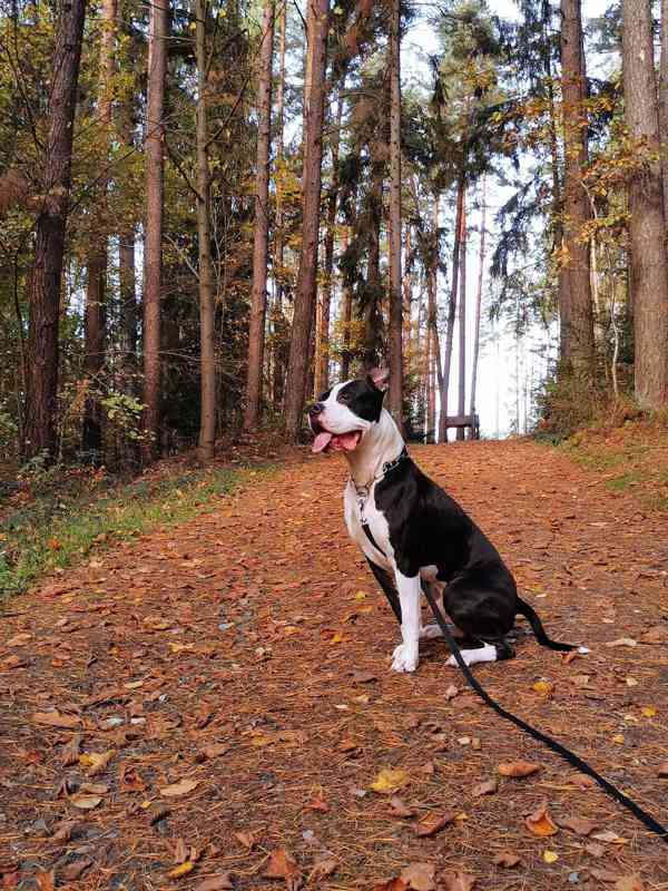 Loki stafordšírský terier - foto 2