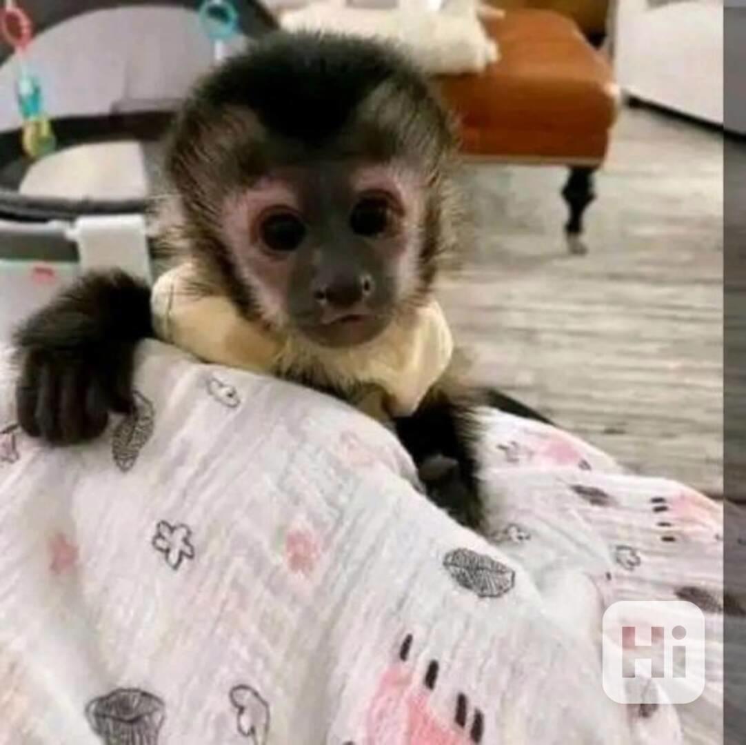 Úžasná opička kapucínka k adopci - foto 1