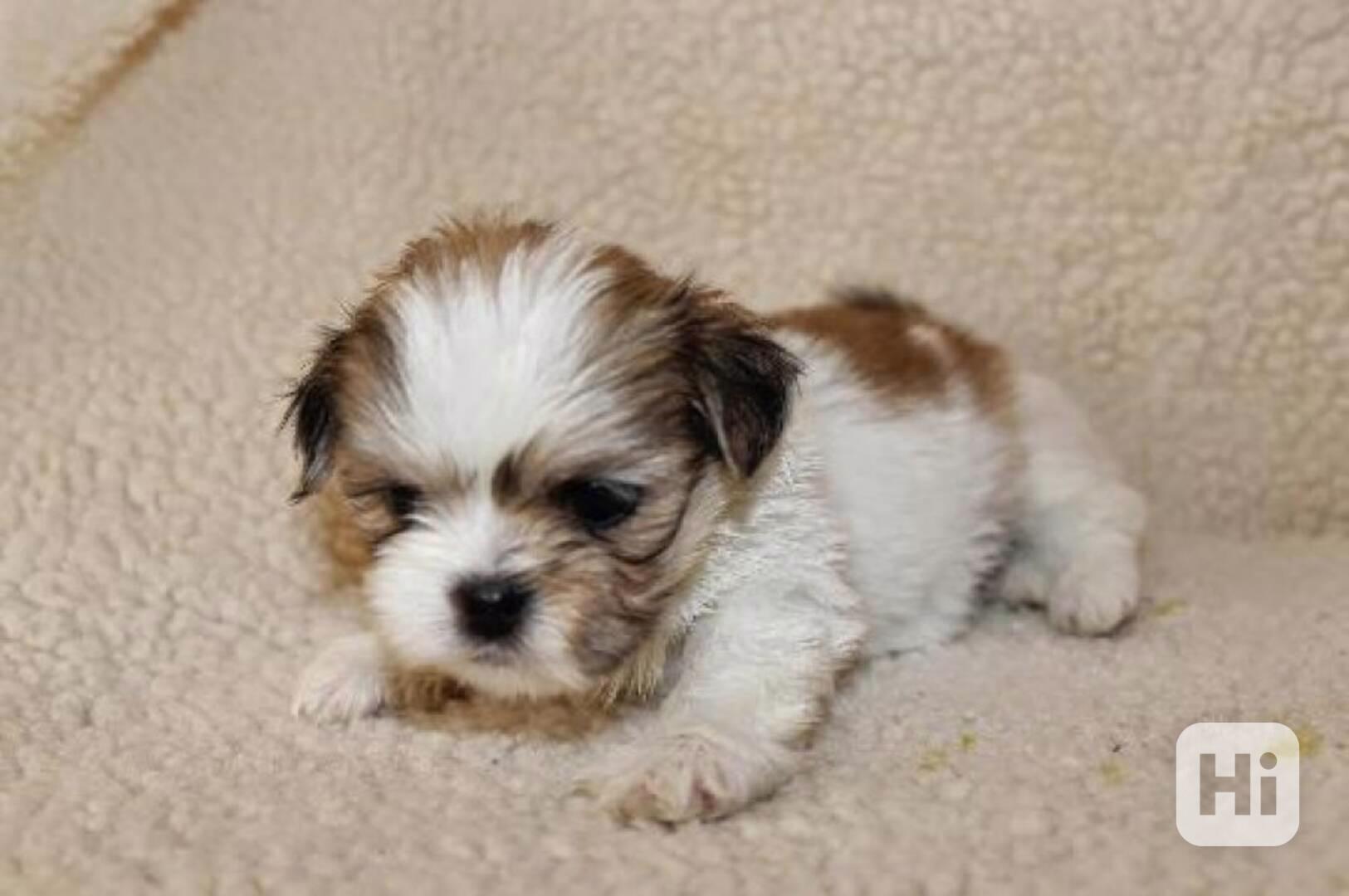 Krásná čistokrevná štěňata Lhasa Apso na prodej Máme na prod - foto 1