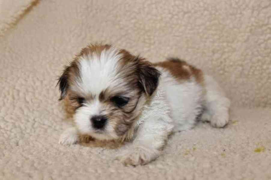 Krásná čistokrevná štěňata Lhasa Apso na prodej Máme na prod - foto 1