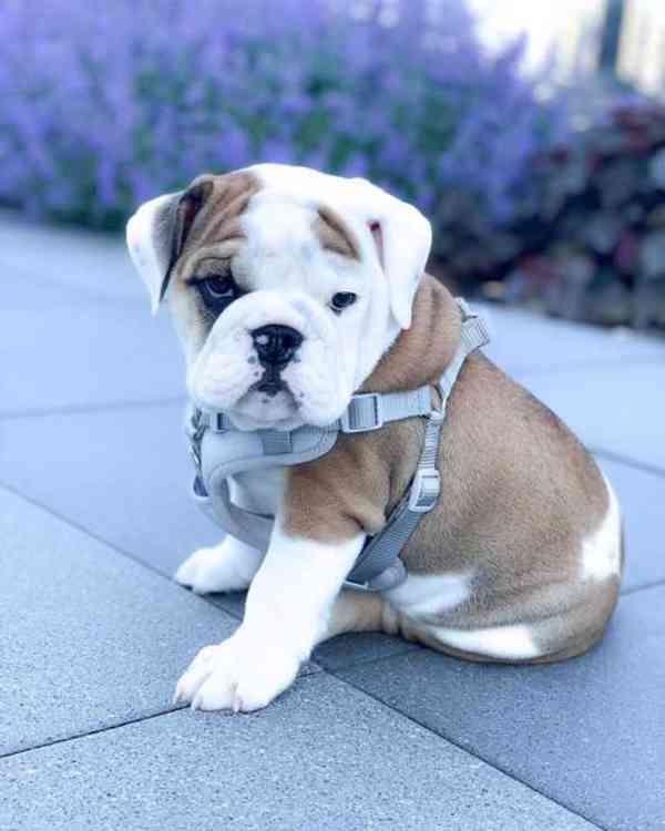 Registrovaný anglický buldok - foto 1