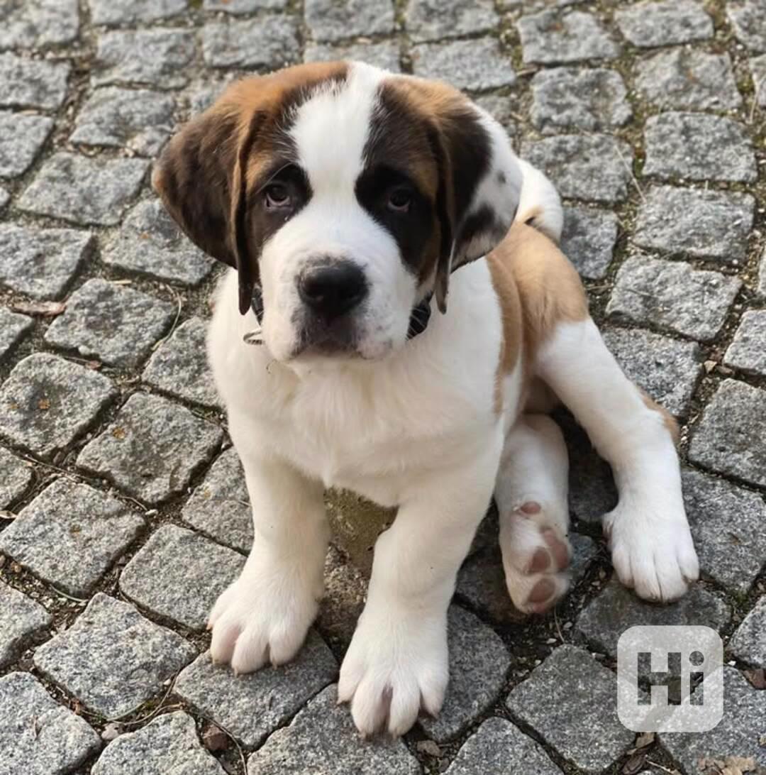 Štěně bernardina potřebuje nový domov - foto 1