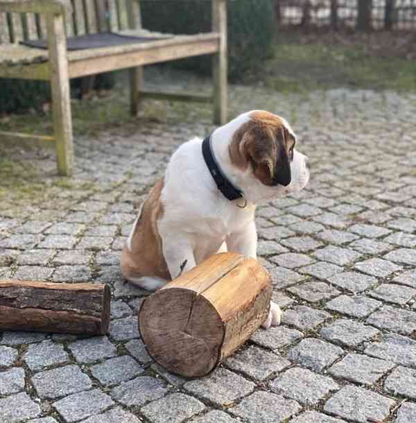 Štěně bernardina potřebuje nový domov - foto 2