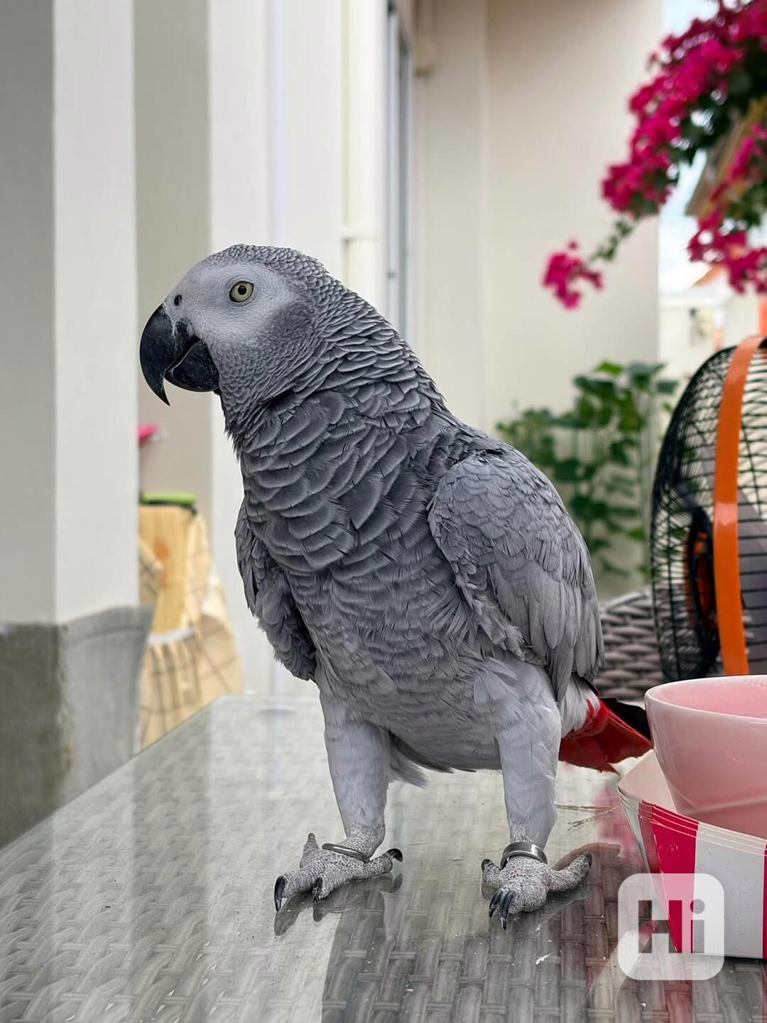 Prodám papouška šedého. - foto 1
