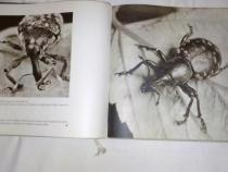 Prodám knihu Svět hmyzu z roku 1963 - foto 3