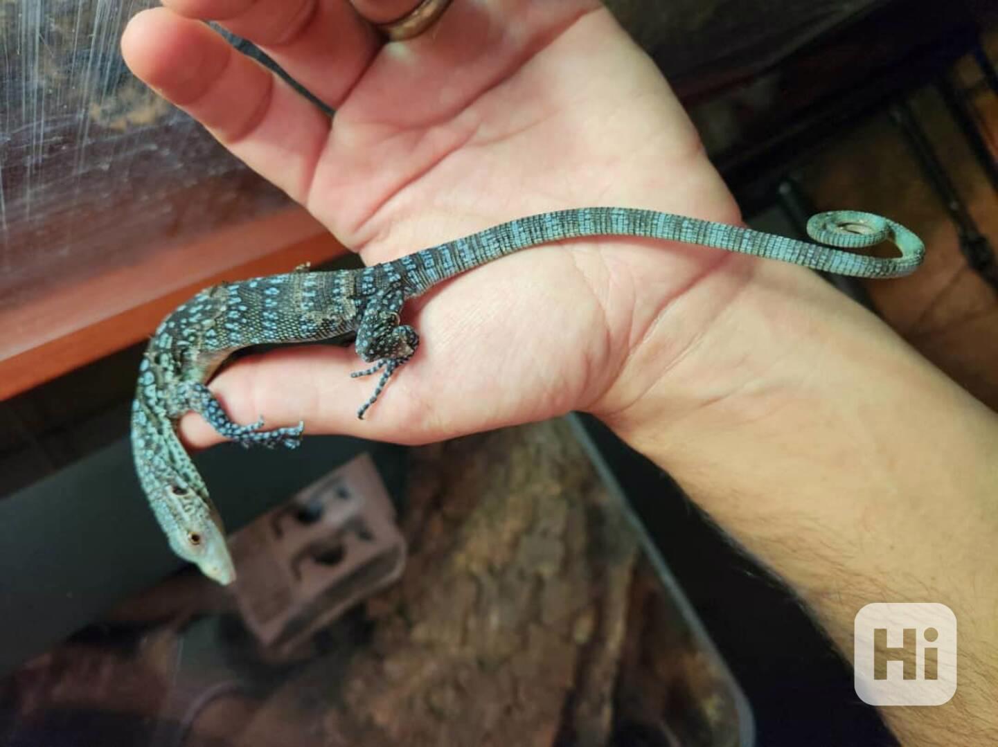 0.0.1 Varanus macraei - foto 1
