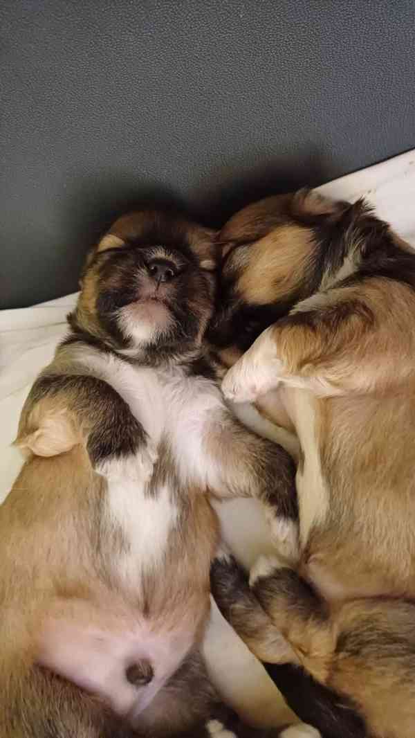 Lhasa Apso štěňata s PP - foto 3