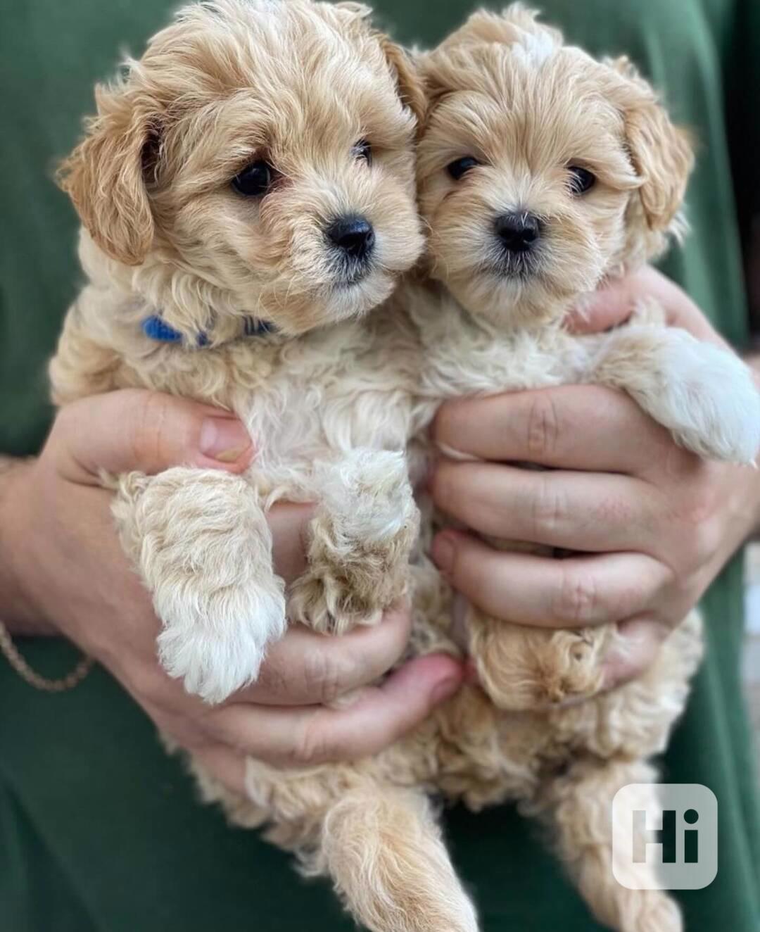 Štěňata maltipoo - foto 1