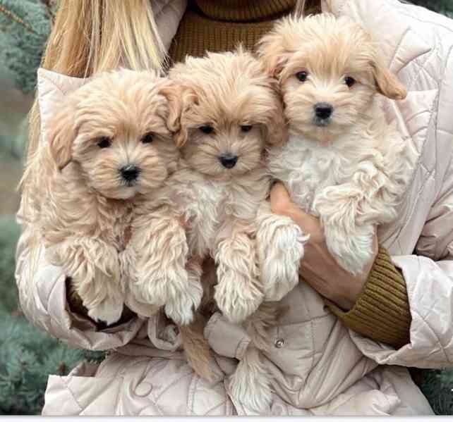 Štěňata maltipoo - foto 2