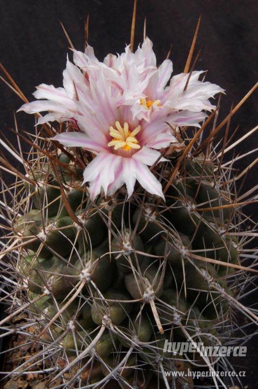kaktus Eriosyce taltalensis - semena - foto 1