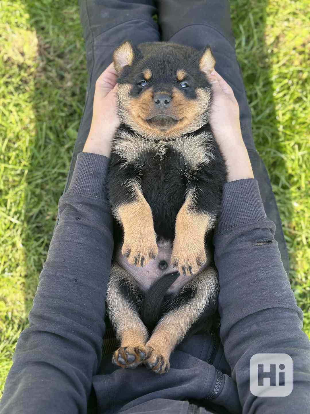 Rotvajler štěně - Štěňata rottweilera - foto 1