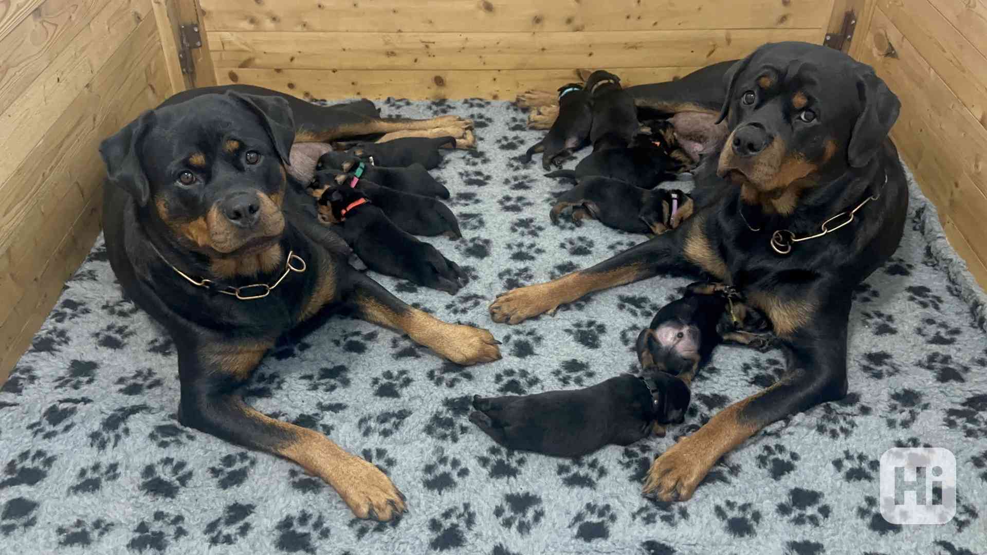 Rotvajler štěně - Štěňata rottweilera - foto 1