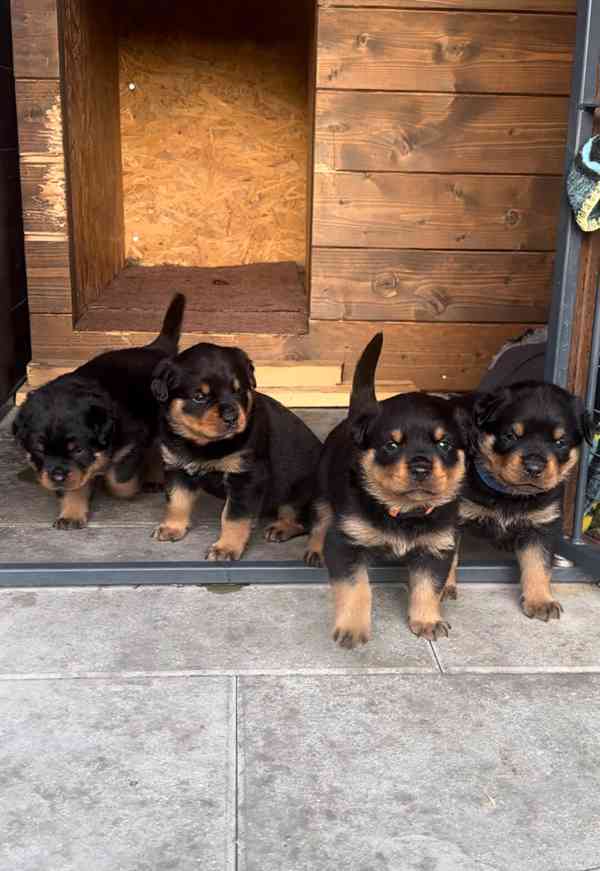 Rotvajler štěně - Štěňata rottweilera - foto 5