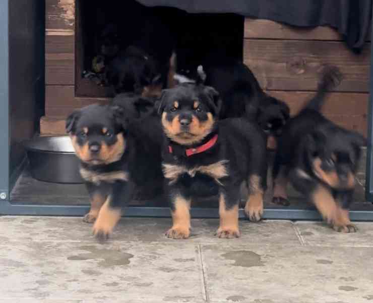 Rotvajler štěně - Štěňata rottweilera - foto 2