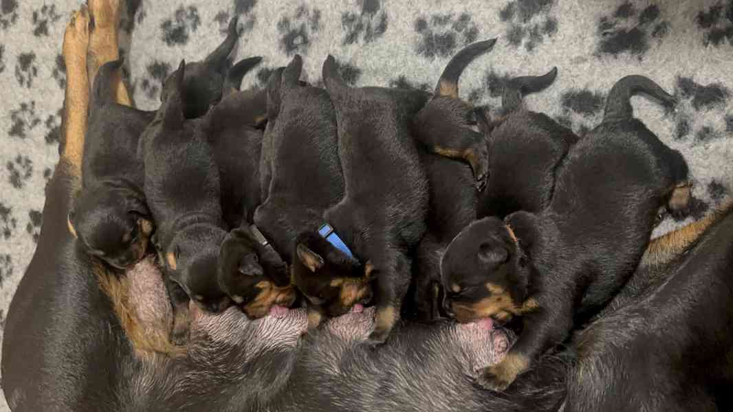 Rotvajler štěně - Štěňata rottweilera - foto 8