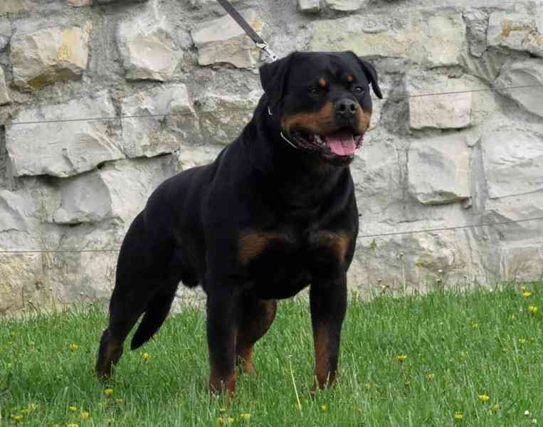 Rotvajler štěně - Štěňata rottweilera - foto 3