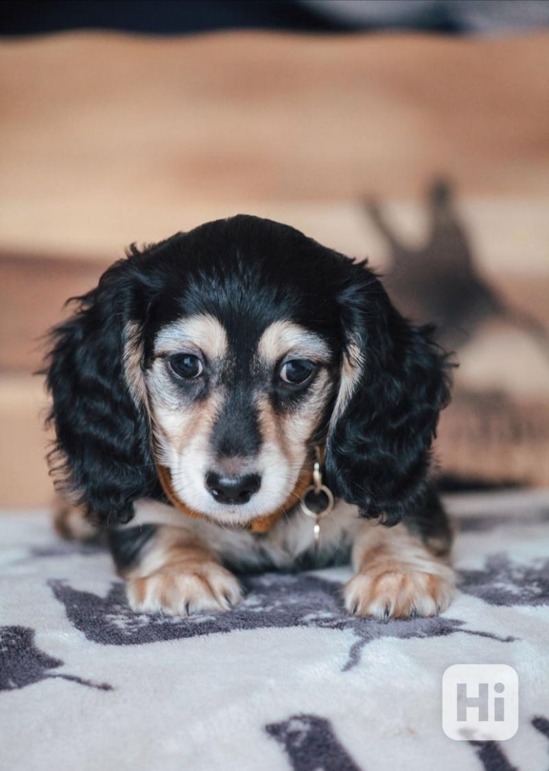 Miniaturní jezevčíci, pejsek a holčička, krémová a černo-kré - foto 1