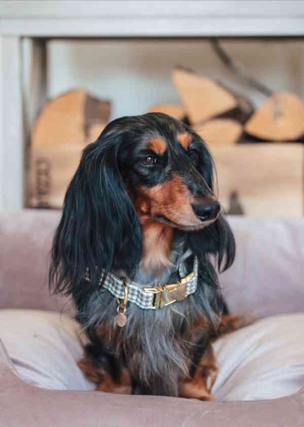 Miniaturní jezevčíci, pejsek a holčička, krémová a černo-kré - foto 4