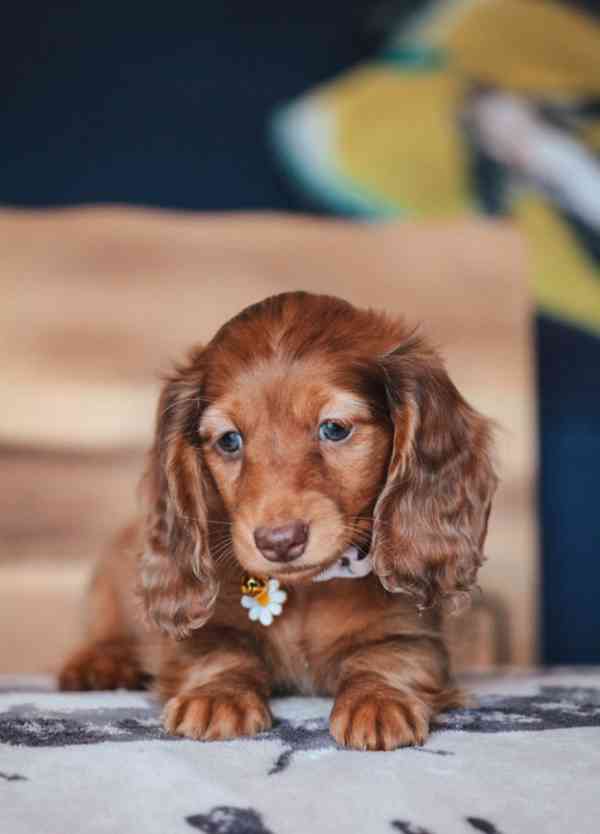 Miniaturní jezevčíci, pejsek a holčička, krémová a černo-kré - foto 2