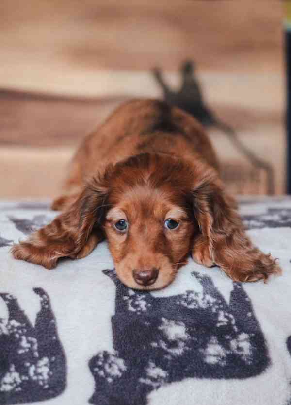 Miniaturní jezevčíci, pejsek a holčička, krémová a černo-kré - foto 3