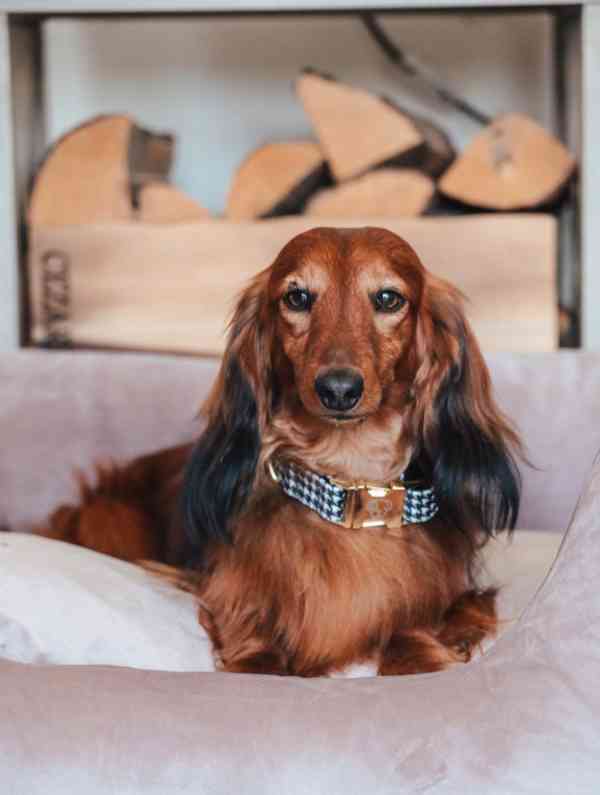 Miniaturní jezevčíci, pejsek a holčička, krémová a černo-kré - foto 5