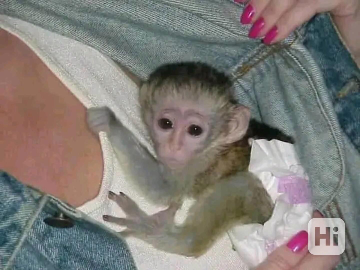  Kapucínští herci, kteří vás rozesmějí - foto 1