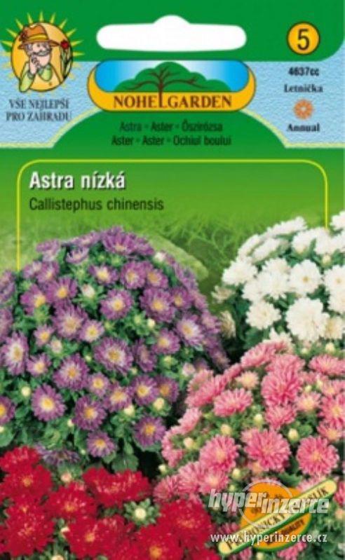 Astra nízká - Průhonický trpaslík /www.levna-semena.cz - foto 1