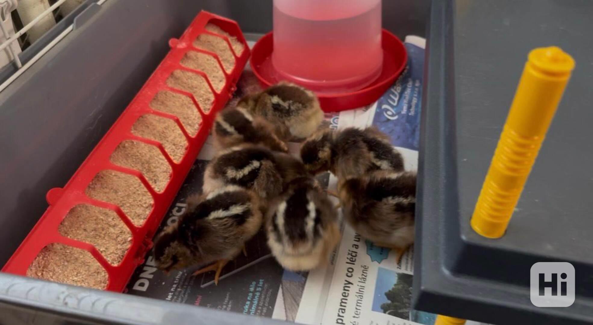 Vlaška koroptví - týdenní kuřata - foto 1