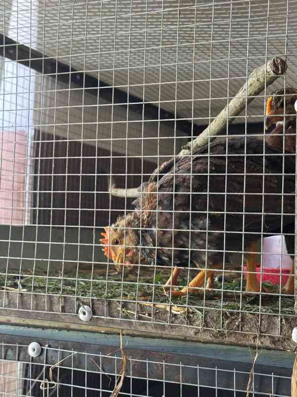 Vlaška koroptví - týdenní kuřata - foto 8