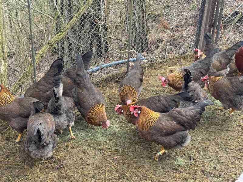 Vlaška koroptví - týdenní kuřata - foto 6