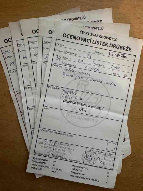 Vlaška koroptví - týdenní kuřata - foto 11