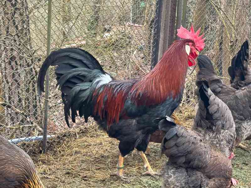 Vlaška koroptví - týdenní kuřata - foto 3