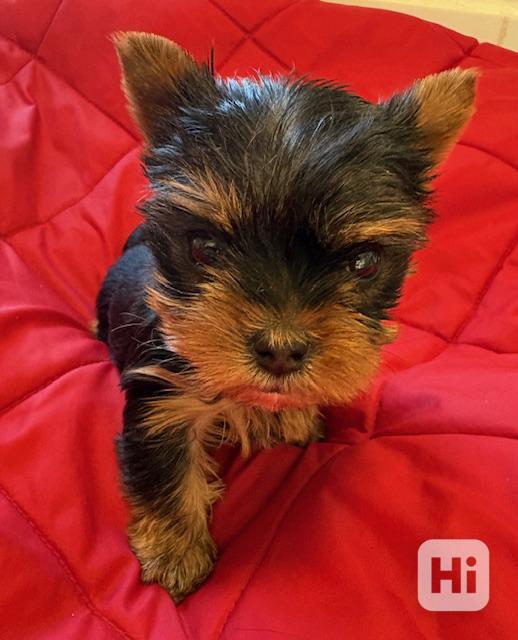 jorkšírek s PP FCI fenka - foto 1