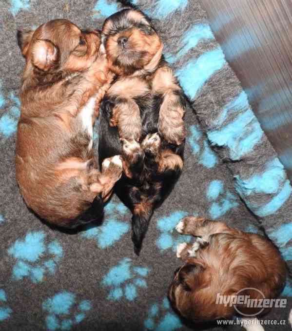 Jorkšírský teriér s PP - chlapečci v barvě Ocean pearl - foto 10